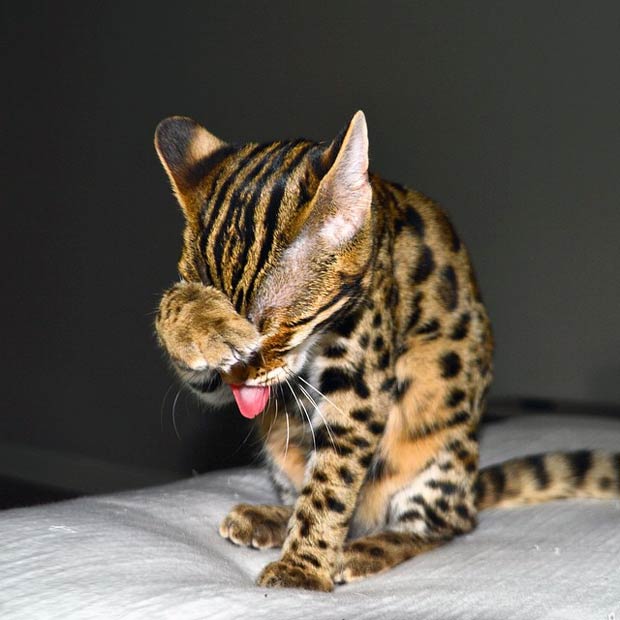 The Life Of Pichu The F1 Bengal Cat