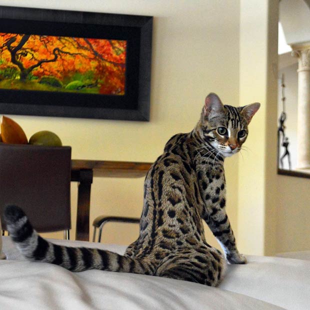 The Life Of Pichu The F1 Bengal Cat
