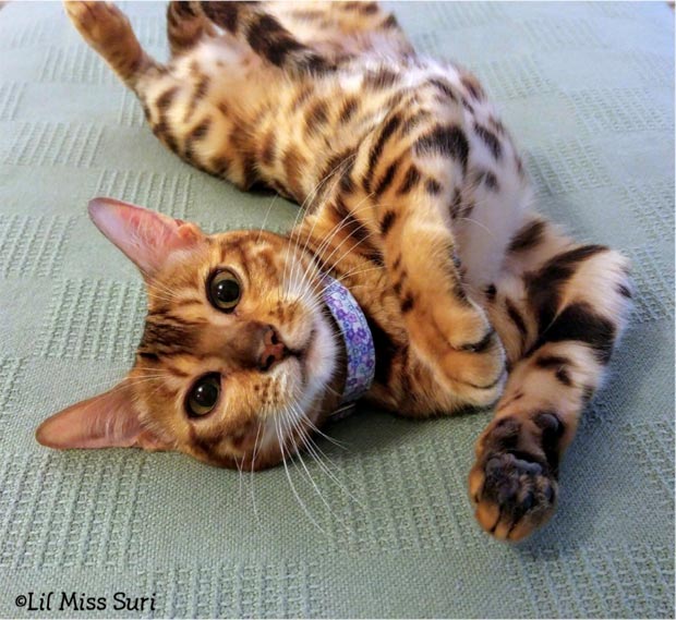 Bengal kitten laying down