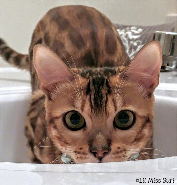 Bengal cat in bathroom sink