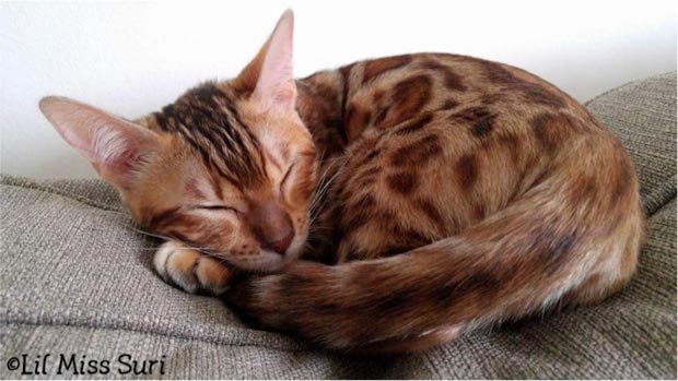 Bengal kitten sleeping in fetal position