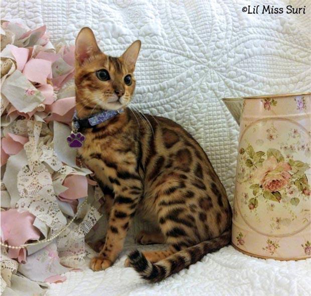 Bengal cat photography