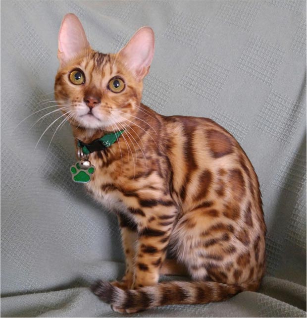 Bengal cat with brown rosettes