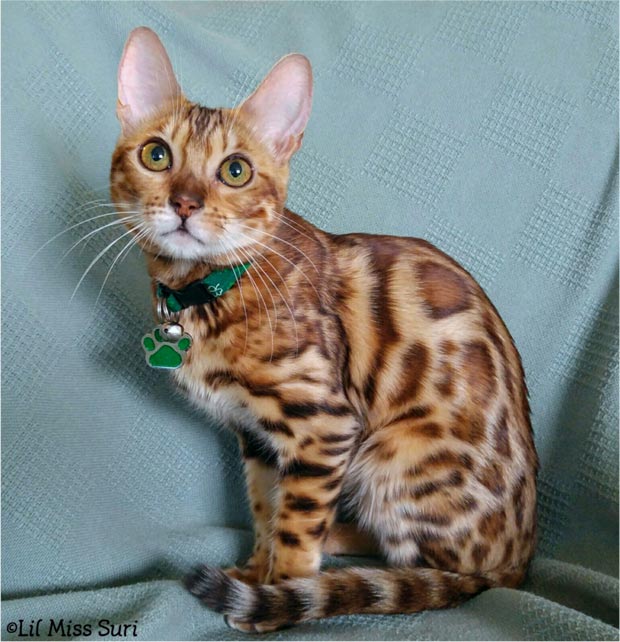 Bengal cat photo after editing