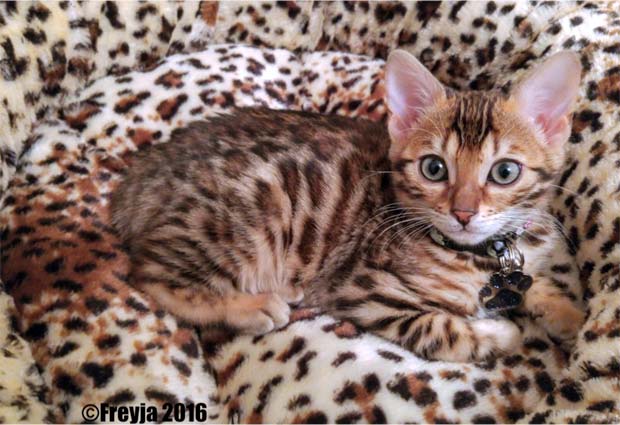 Bengal kitten