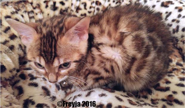 Freyja, Bengal kitten at the vet