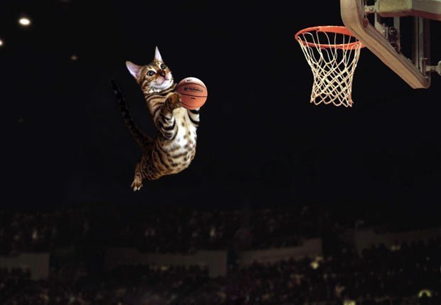 Simba The Bengal Playing Basketball