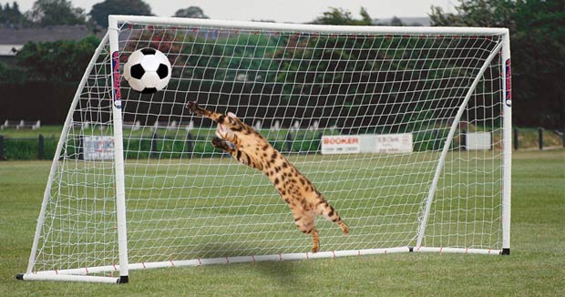 Simba The Bengal Playing Football