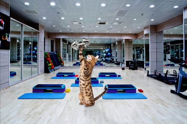 Simba The Bengal At the Gym