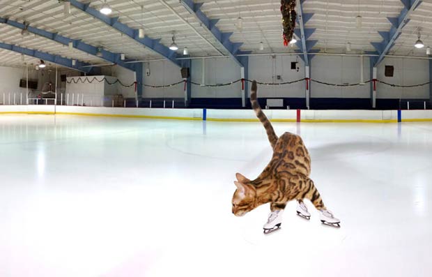 Simba The Bengal Ice Skating