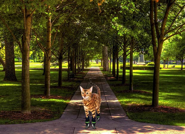 Simba The Bengal Roller Skating