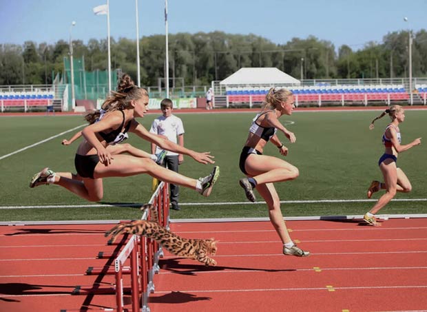 Simba The Bengal in Track & Field 