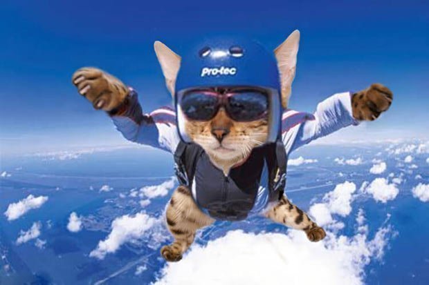 Simba The Bengal Skydiving