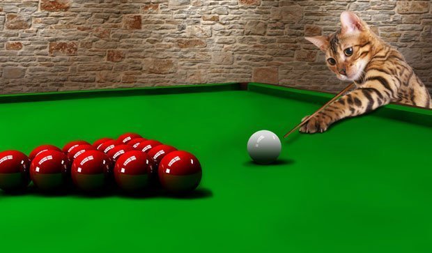 Simba Playing Snooker