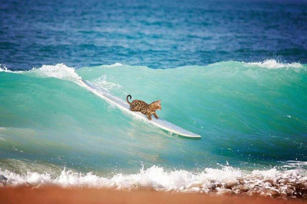 Simba surfing