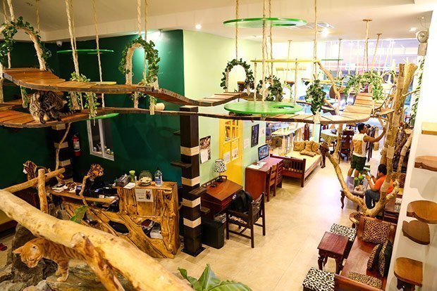 Interior of Bengal Brew Cat Cafe