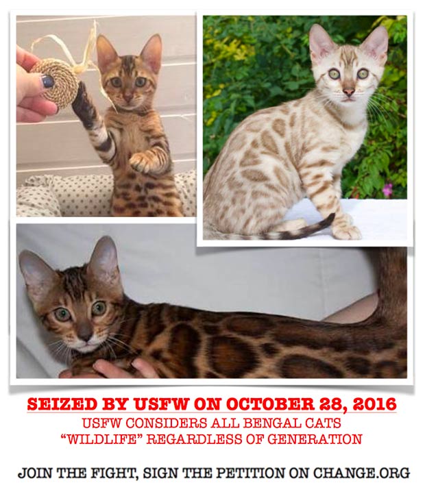 domestic bengal cats