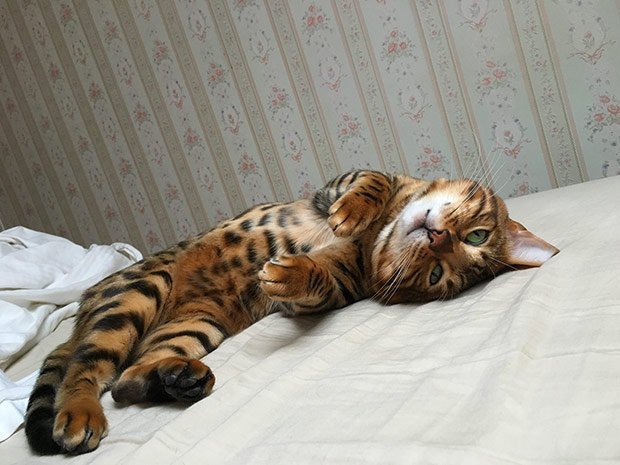 35 Amazing Cat Tricks by Mystic The Bengal