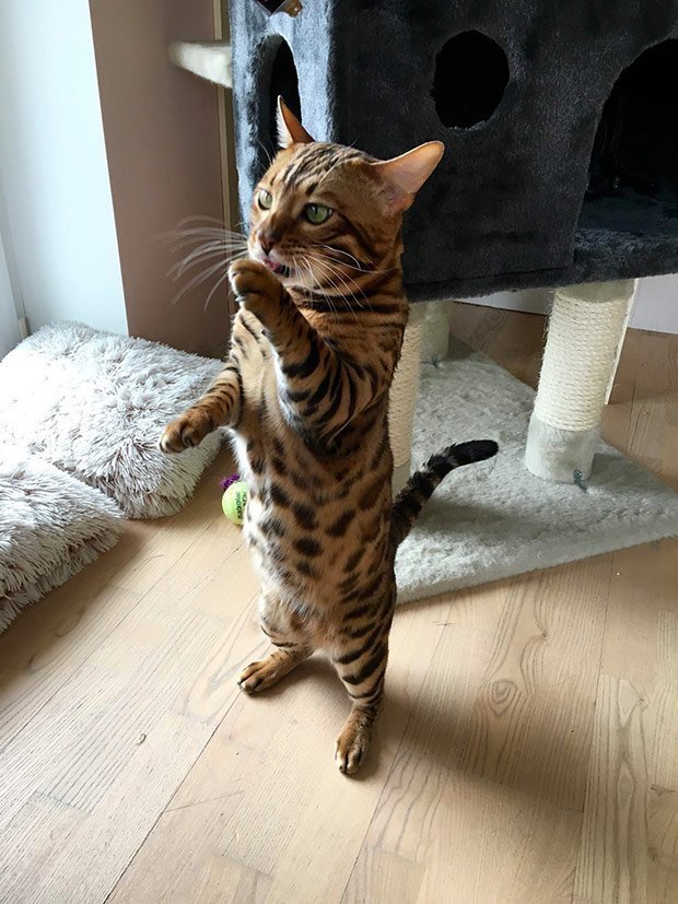 35 Amazing Cat Tricks by Mystic The Bengal