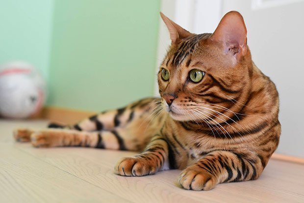 35 Amazing Cat Tricks by Mystic The Bengal