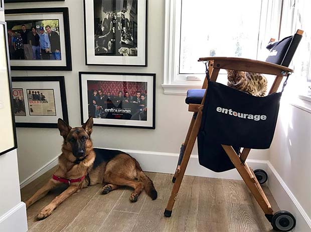 Tex the Bengal on Doug Ellin's movie set chair from Entourage