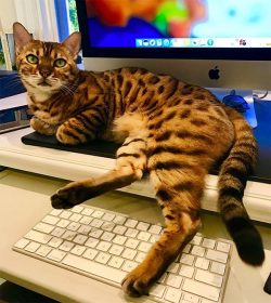 Doug Ellin's Bengal cat on the keyboard