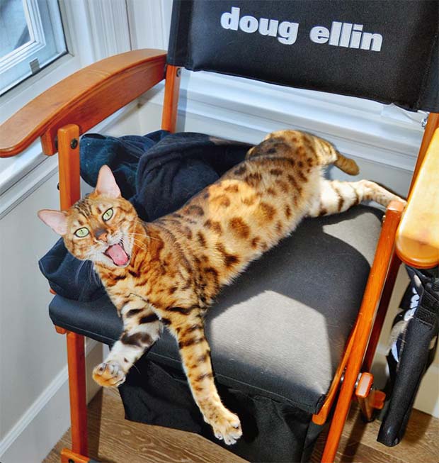 Bengal cat Tex on Doug Ellin's movie set chair