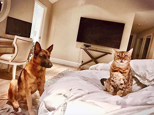 Doug Ellin's German Shepherd and Bengal on the bed