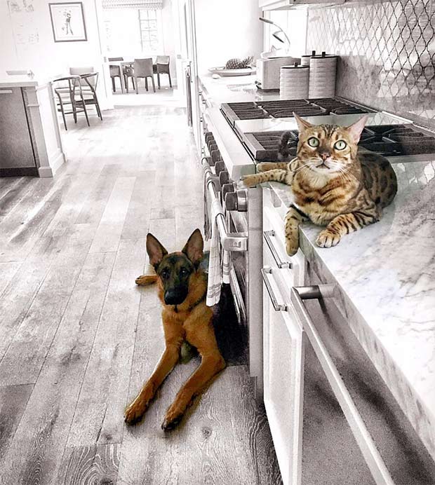 Doug Ellin's German Shepherd and Bengal in the kitchen