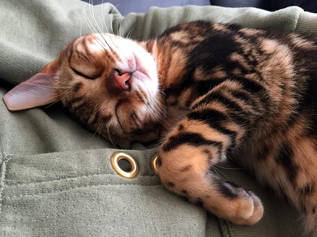 Roxy the Bengal sleeping on lap