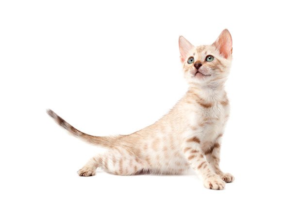 9 Steps To Buying Healthy Bengal Cat Kittens