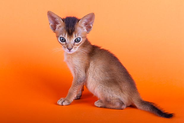 Abyssinian Cat