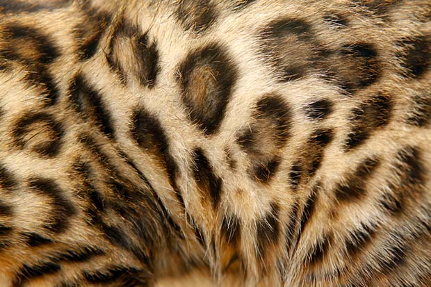 10 Sweet Bengal Cat Facts You Haven’t Heard Before