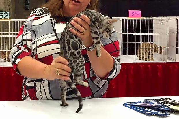 Bengal cat show