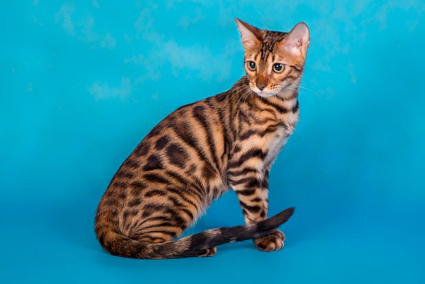 Bengal Cat