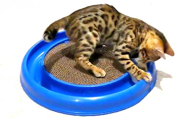 Bergan Turbo Scratcher Cat Toy