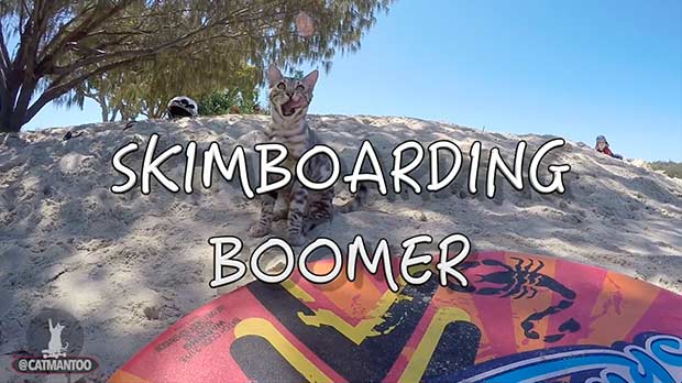 Boomer Skimboarding Cat