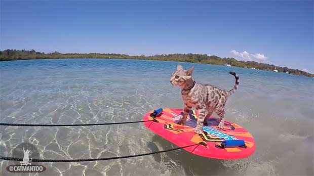 Catmantoo Bengal Cat on Skimboard