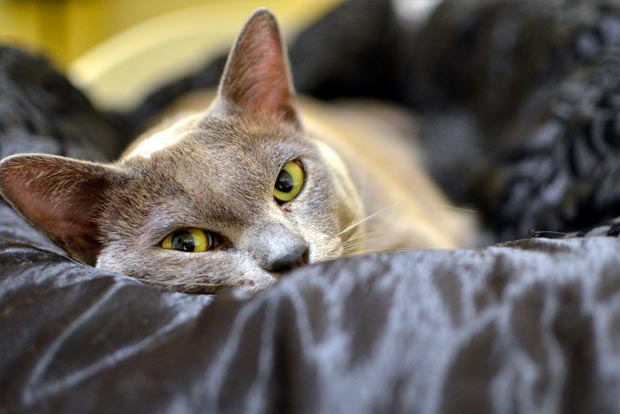 Burmese Cat