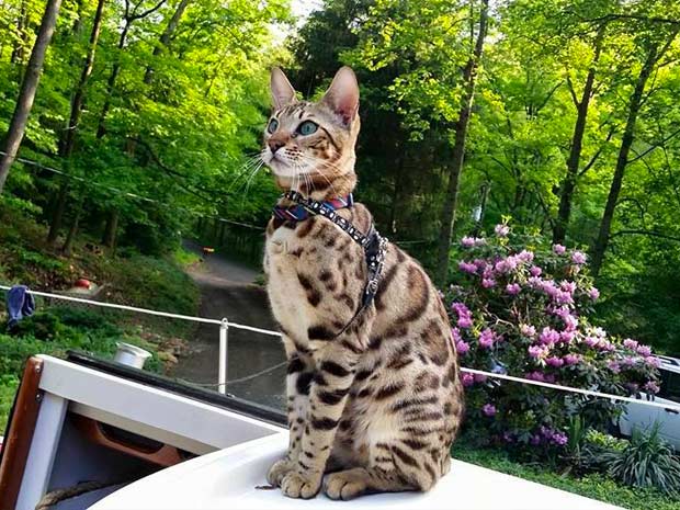 Cooper the Bengal