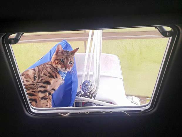 captain cooper bengal cat sailing 19