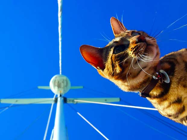 captain cooper bengal cat sailing 21