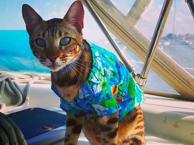 Cooper the Bengal wearing his Hawaiian shirt