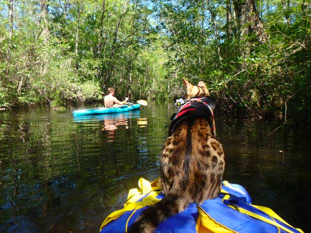 Bengal cat on a Kayak