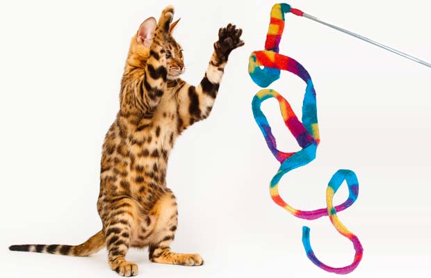 The 16 Best Interactive Cat Toys in 2022