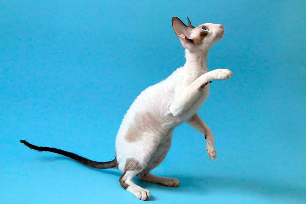 Cornish Rex