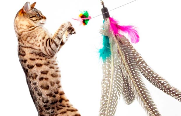 Da Bird Cat Toy