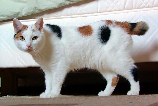 Japanese Bobtail Cat