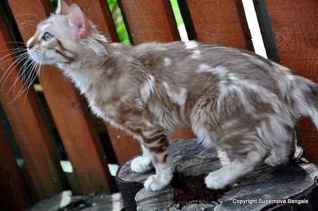 Where do I find a longhaired Bengal kitten for sale  Quora