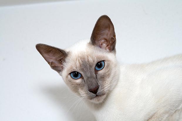 Siamese Cat